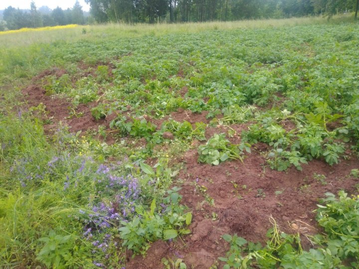 IMG_20200622_084518 (1).jpg