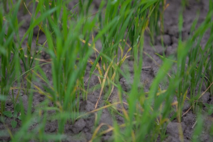 ogrod_chorob_fot_Ryszard_ Wszolek  (10).jpg