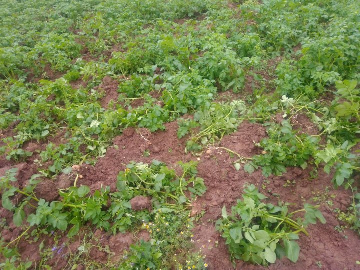 IMG_20200622_084054 (1).jpg