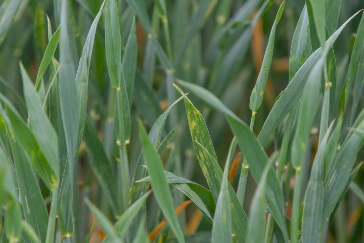 ogrod_chorob_fot_Ryszard_ Wszolek  (4).jpg