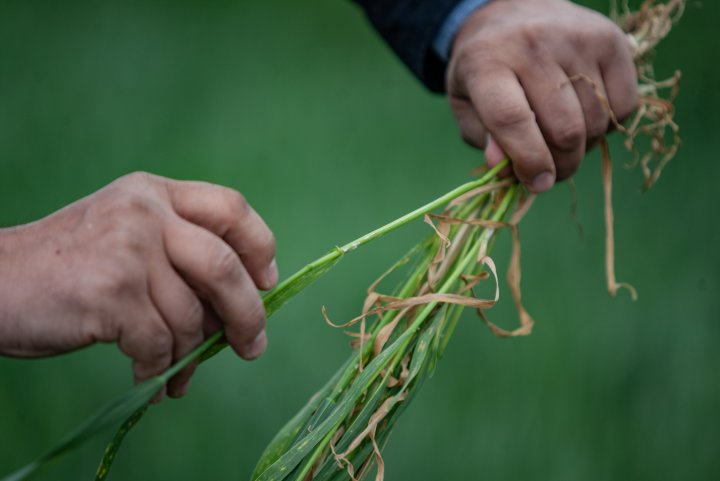 ogrod_chorob_fot_Ryszard_ Wszolek  (6).jpg