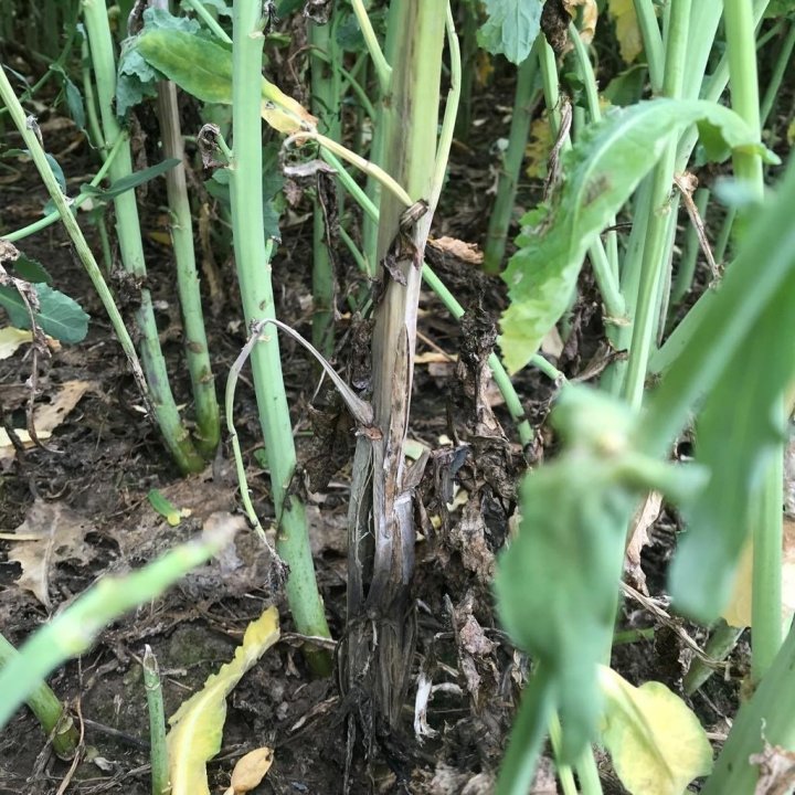 zgnilizna twardzikowa.jpg