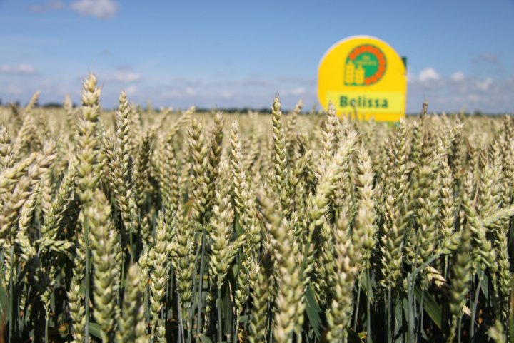 pszenica niskie ph.jpg