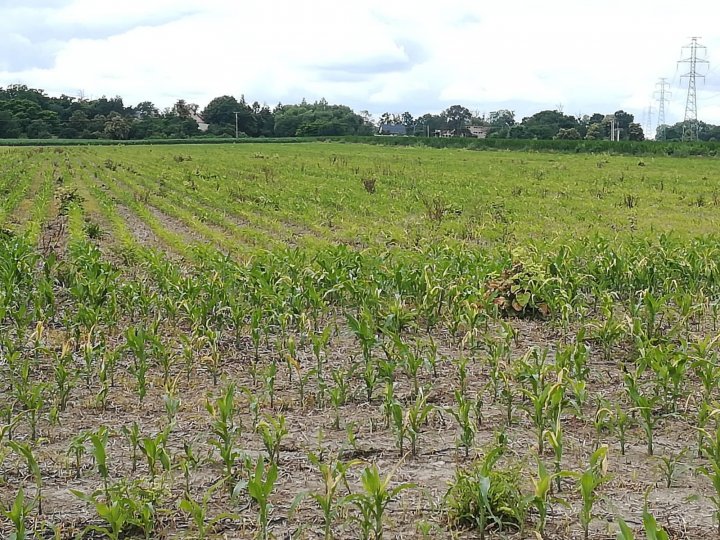 IMG-20200707-WA0003 (1).jpg