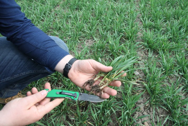 krzewienie pszenicy.jpg