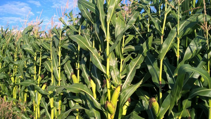 WP_20200825_17_11_54_Pro (2).jpg