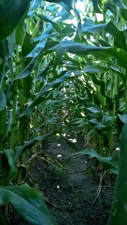 WP_20200825_17_04_40_Pro (2).jpg