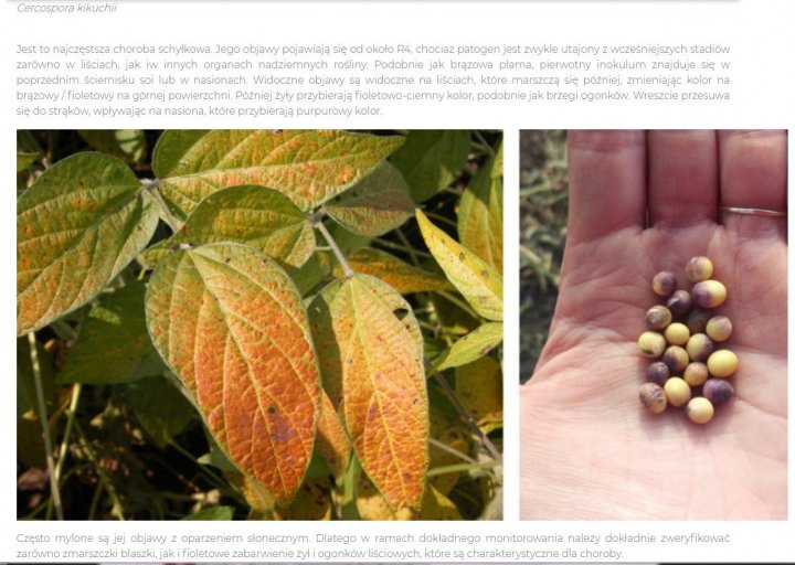 Purpurowa zaraza Cercospora kikuchii.jpg