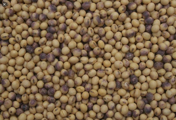 Cercospora kikuchii.jpg