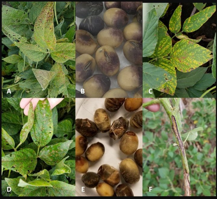 Cercospora kikuchii 1+.jpg