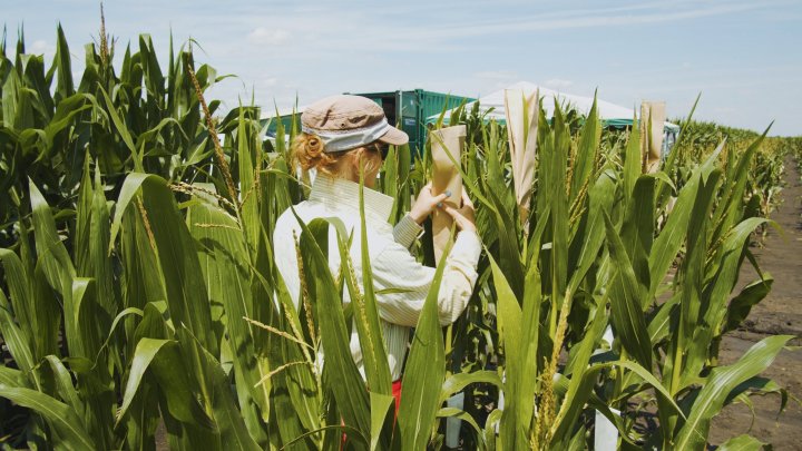 Corteva Szeged 2.jpg