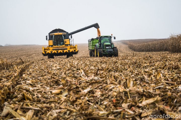 zniwa-kukurydziane-2020_l_703b6fe956234c255a5cff6f8d00a47e.jpg