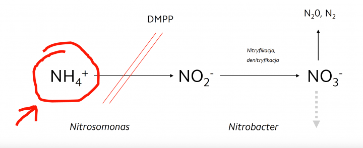 działanie infibitora nitryfikacji DMPP.jpg
