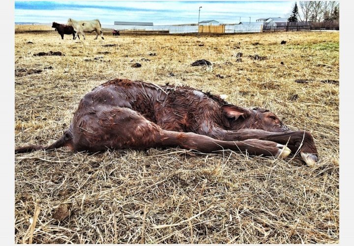 Screenshot_20210127-212021_Samsung Internet.jpg