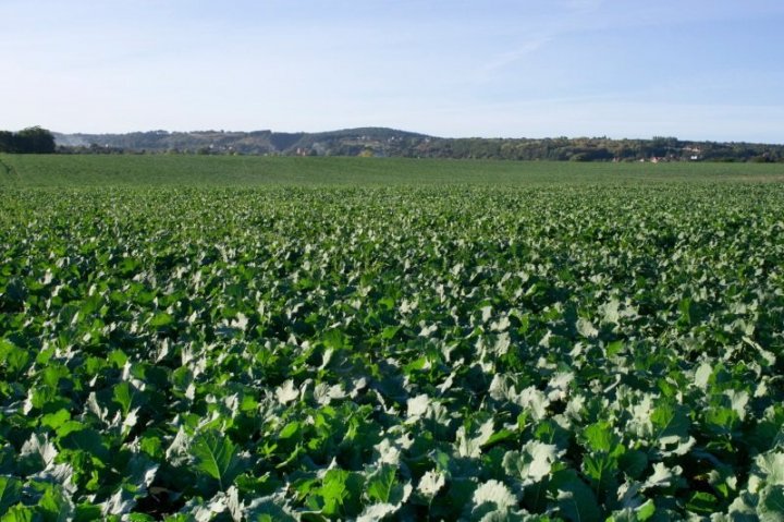 odżywianie azotem.jpg