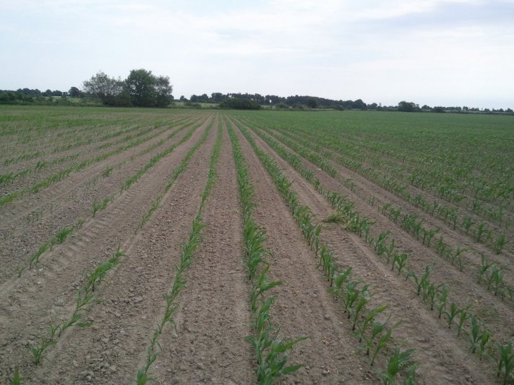 nawożenie azotowe kukurydzy.jpg