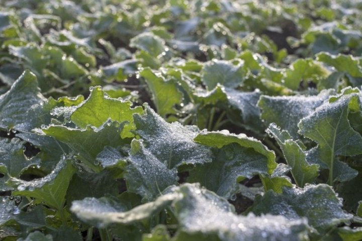 wiosenne nawożenie azotowe rzepaku.jpg