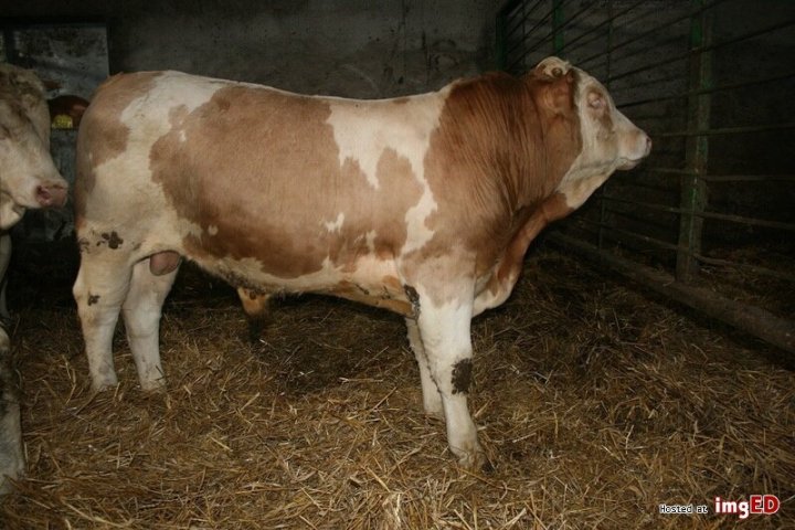 byk-simental-33710226.jpg