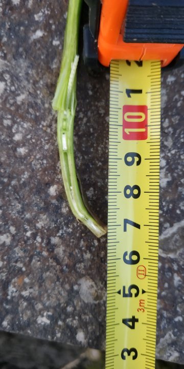 żyto kolanko 3cm nad węzłem krzewienia a pszenica w tym czasie ma 0.8-1cm nad węzłem. 22.04.2021.jpg