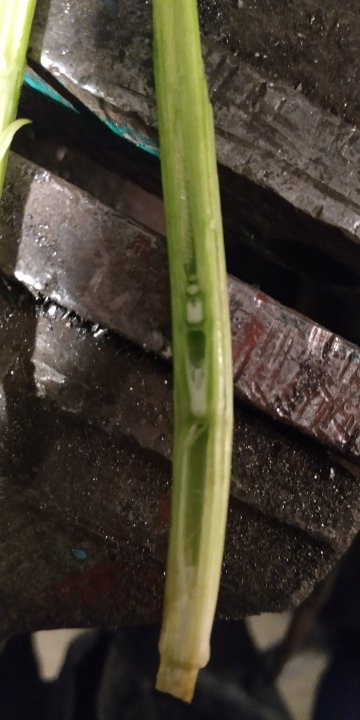 żyto kolanko 4,5 cm nad węzłem krzewienia 22.04.2021.jpg