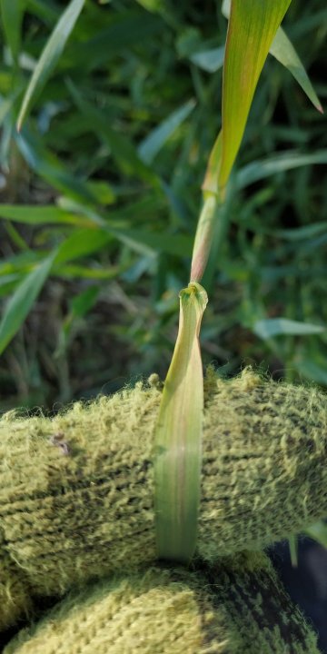 Lisć flagowy i kłosek żyto.jpg