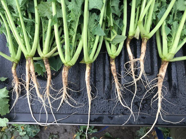 odpowiednio zbudowany korzeń.jpg