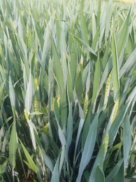 WhatsApp Image 2021-06-07 at 10.09.13.jpeg