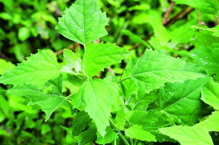 komosa biała (1).jpg