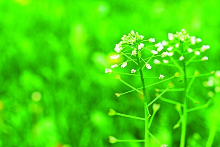 tasznik  pospolity (1).jpg