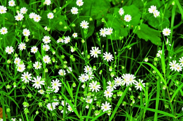 gwiazdnica pospolita (1).jpg