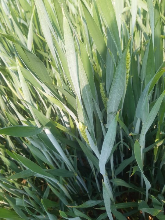 WhatsApp Image 2021-06-07 at 10.08.46.jpeg