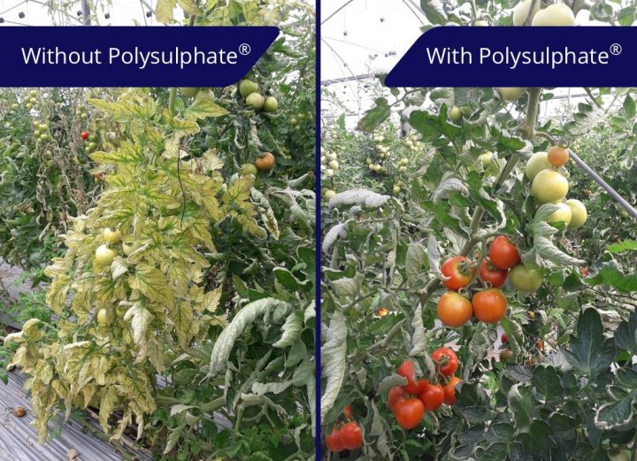 leaves of the plant on the left are showing clear signs of magnesium (Mg) deficiency  at experiment in Bet Ezra, Israel  low (1).jpg