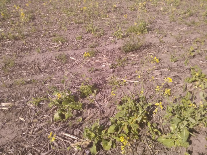 IMG_20210527_163214 (1).jpg