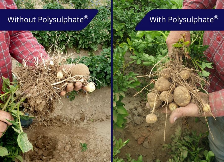 potato-tubers-polysulphate-brook-July2019.jpg