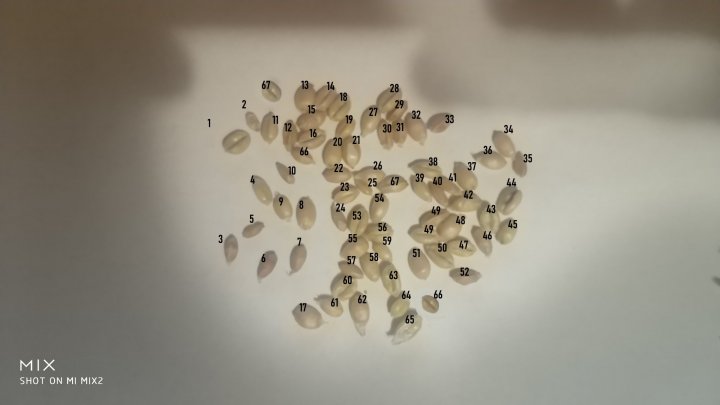 ziarnka w kłosie.jpg