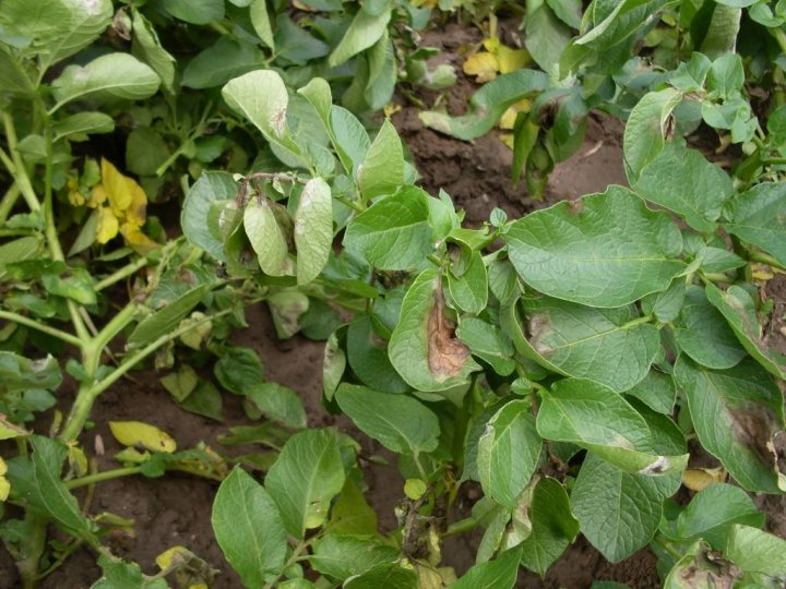 zaraza ziemniaka fot.Jacek Dorna.jpg