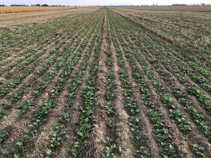 siew rzepaku w szerokie rzędy.JPG