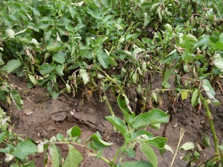 zaraza ziemniaka 2 fot. Jacek Dorna.jpg