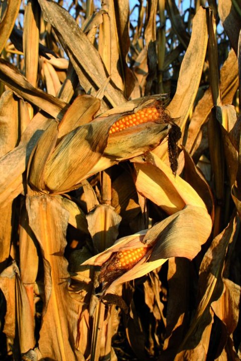 rekordzistki plonowania.jpeg