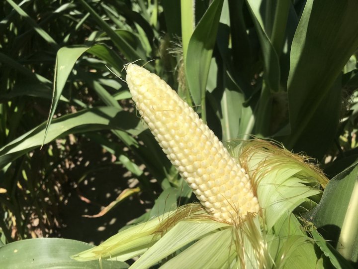 kukurydza kolba.JPG