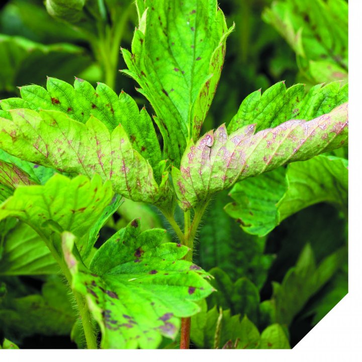 Talis Sad grafika lisc informacja prasowa KP 2021.jpg