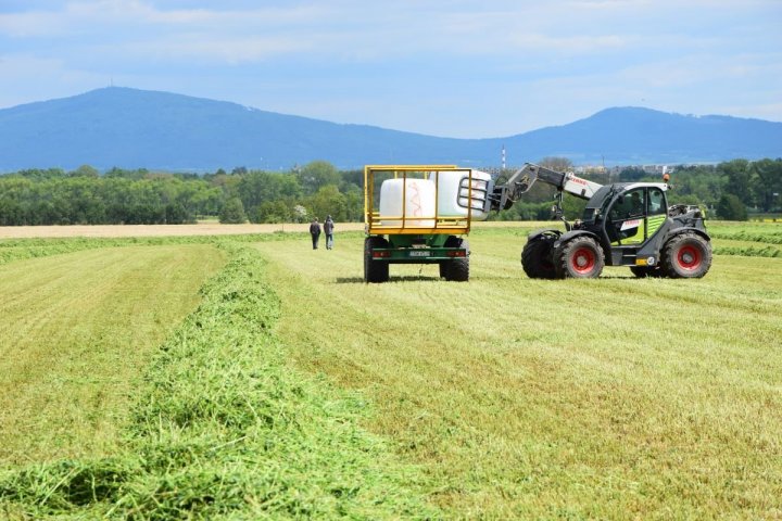 Idealna Bela - Zbiór lucerny 27.05.2021 (2).JPG