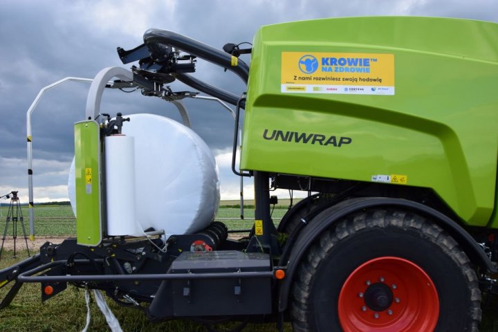 Ibealna Bela 2021.JPG