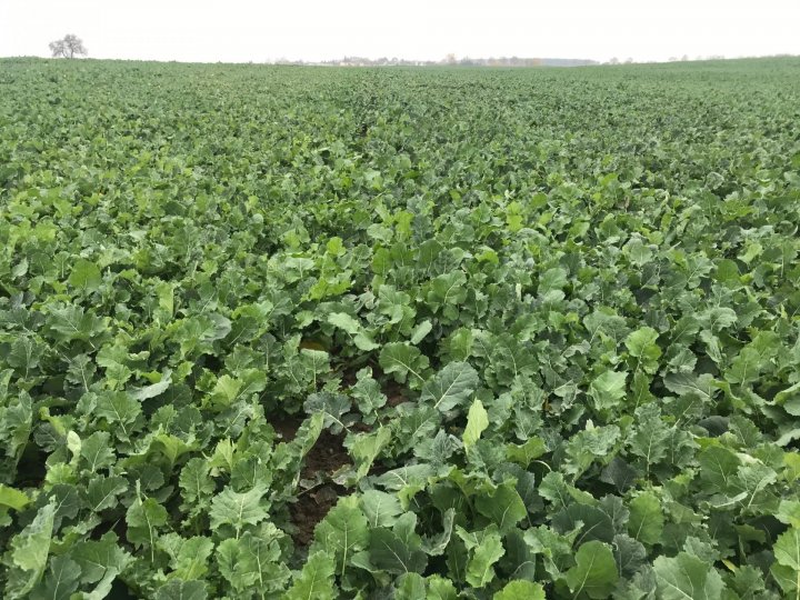 rzeoak odżywnianie (2).jpg