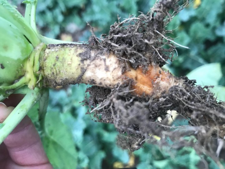 uszkodzenia spowodowane przez śmietkę.jpg