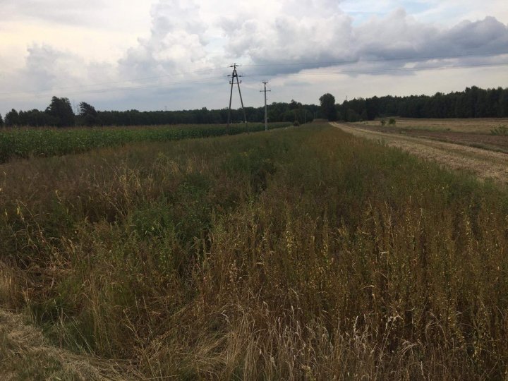 (2) 14 dni po zabiegu Halvetic 5L - (środek pola i brzegi kontrola).jpg