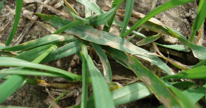 Porazenie lisci maczniak.JPG