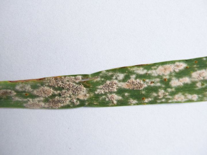Blumeria graminis fot. D. Zawada.JPG