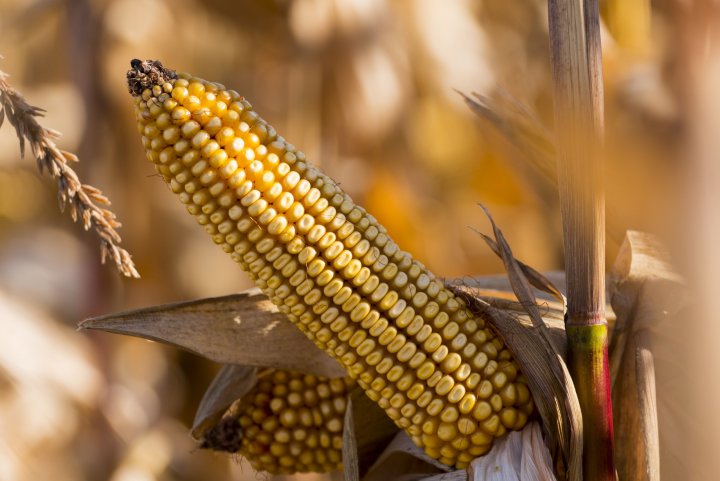 maksymalny plon (1).jpg