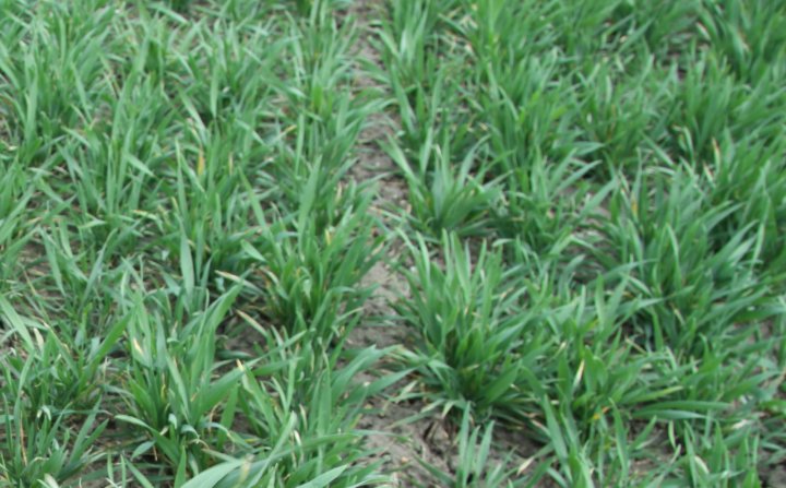 krzewienie pszenicy.JPG